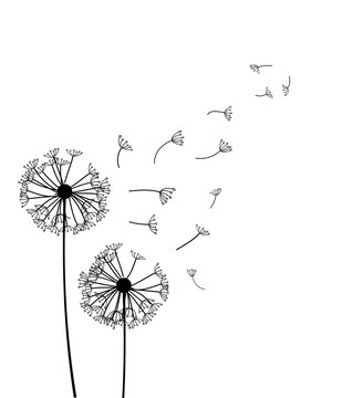 Dandelion Vector