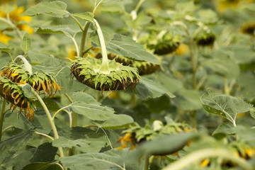 sunflower on field