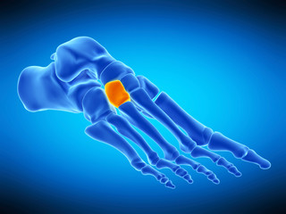 medically accurate illustration of the lateral cuneiform bone