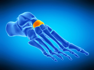 medically accurate  illustration of the navicular bone