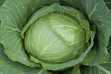 Fototapeta premium Fresh Cabbage, harvested cabbages in the field.