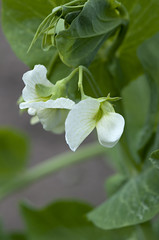 Blooming white flowers plant peas.