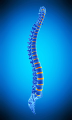 medically accurate illustration of the human spine