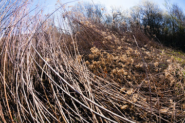 dry field grass after the storm