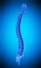 medically accurate illustration of the human spine