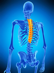 medically accurate illustration of the thoracic spine