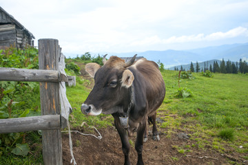 Cow on a summer pasture. Mountains and meadows