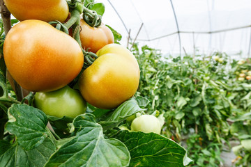 Ripe tomatoes grown in greenhouses