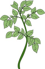 Green plant with compound leaves