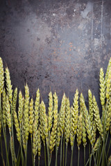 Green wheat ears on dark rusty background
