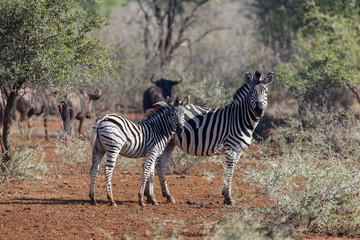 Fototapeta na wymiar Young zebra and her mother standing together in bush