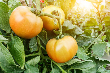 Ripe tomatoes grown in greenhouses