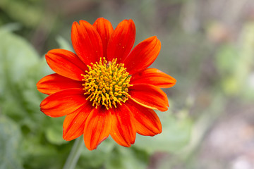 Mexican sunflower