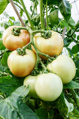 Ripe tomatoes grown in greenhouses