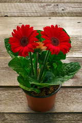 Pot with gerbera flower on wooden deck
