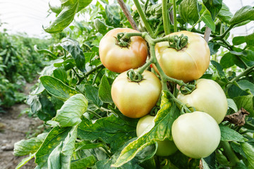 Ripe tomatoes grown in greenhouses