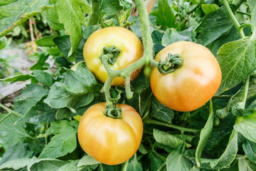 Ripe tomatoes grown in greenhouses