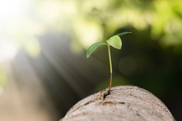 Young plant growing on timber cracked wood and green bokeh backg