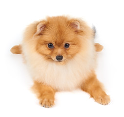 Obraz premium Pomeranian on white