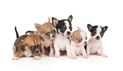 Five puppies of Chihuahua