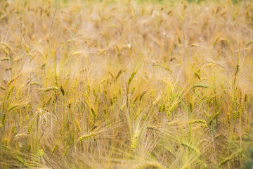Fototapety  Field of wheat