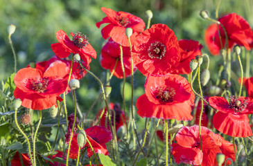 Obraz premium red poppies in sun lights