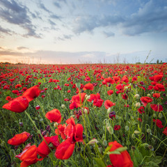 poppies under sunset sky in Ukraine 