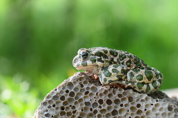 Spotted an earthen toad sitting on a stone, close-up. Bufo bufo. Green toad (Bufo viridis) Photo Macro