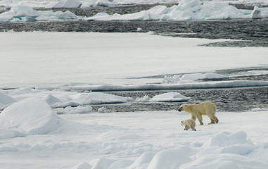 Eisbär mit baby