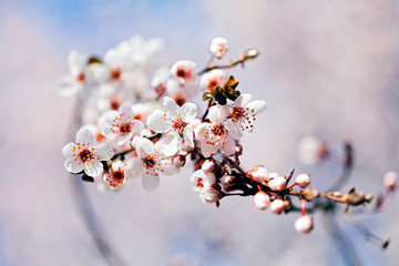 branches with white flowers