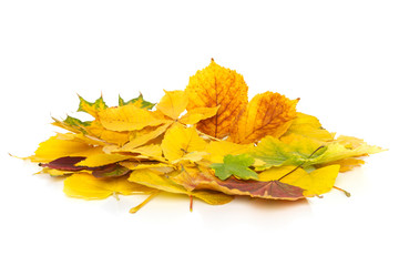 Herbstblätter und Herbstlaub freigestellt und isoliert