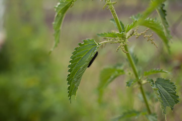 nettle with caterpillar