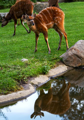 Sitatunga Antelope is reflected in the water pond.