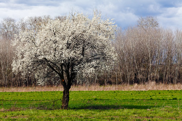  tree in bloom