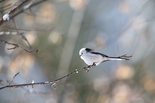 793 Best シマエナガ Images Stock Photos Vectors Adobe Stock