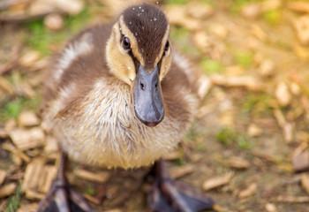 Small baby duckling