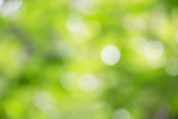 Green bokeh tree and light (blur style) Abstract background