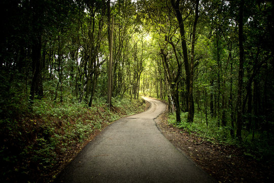 Fototapeta Straight road in through green forest nature