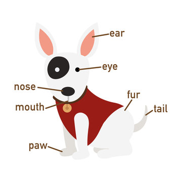 Illustration of dog vocabulary part of body
