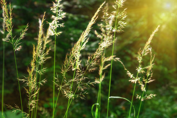 Inflorescence of meadow grass on sun