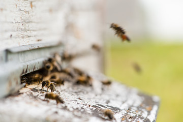 Honey bees swarming and flying around their beehive, Shallow dof