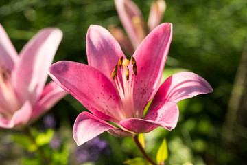 Fototapeta na wymiar pink lily flower in garden