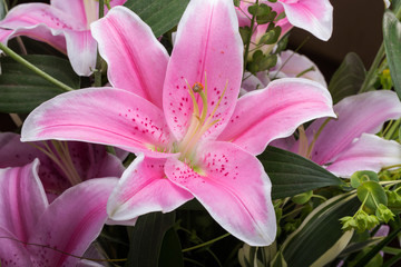 Close up of pink lily flower
