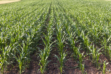 field of young corn..