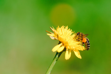 Honey bee collecting nectar from dandelion flower