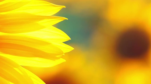 Background. On a Sunny summer day. Sunflower petals are trembling in the wind. Close-up