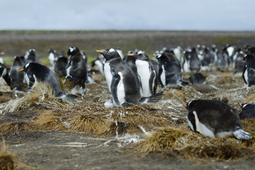 Colony of Gentoo penguins (Pygoscelis papua) at Volunteer Point,