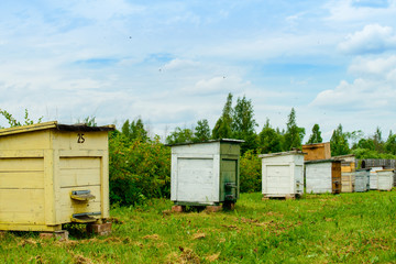 Fototapeta na wymiar Honey bee hives in the garden