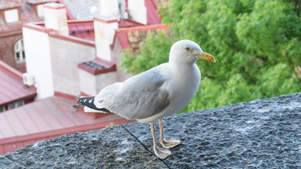sea gull bird postcard