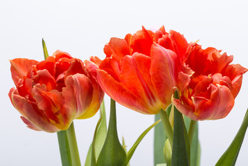  bouquet of fresh spring red tulips flowers